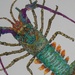 colourful crustacean by jantan