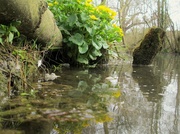 18th Apr 2013 - kingcups at Itchenor pond