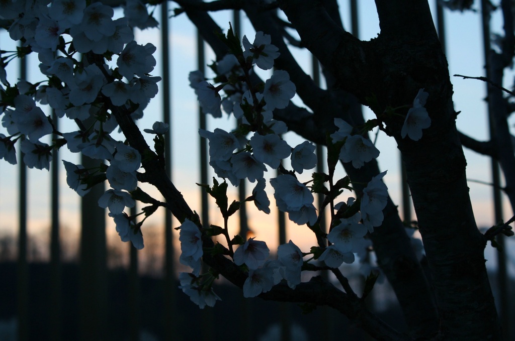Blossoms at sundown by mittens