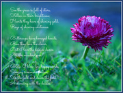 17th Apr 2013 - Daisy poem