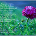 Daisy poem by nicolaeastwood