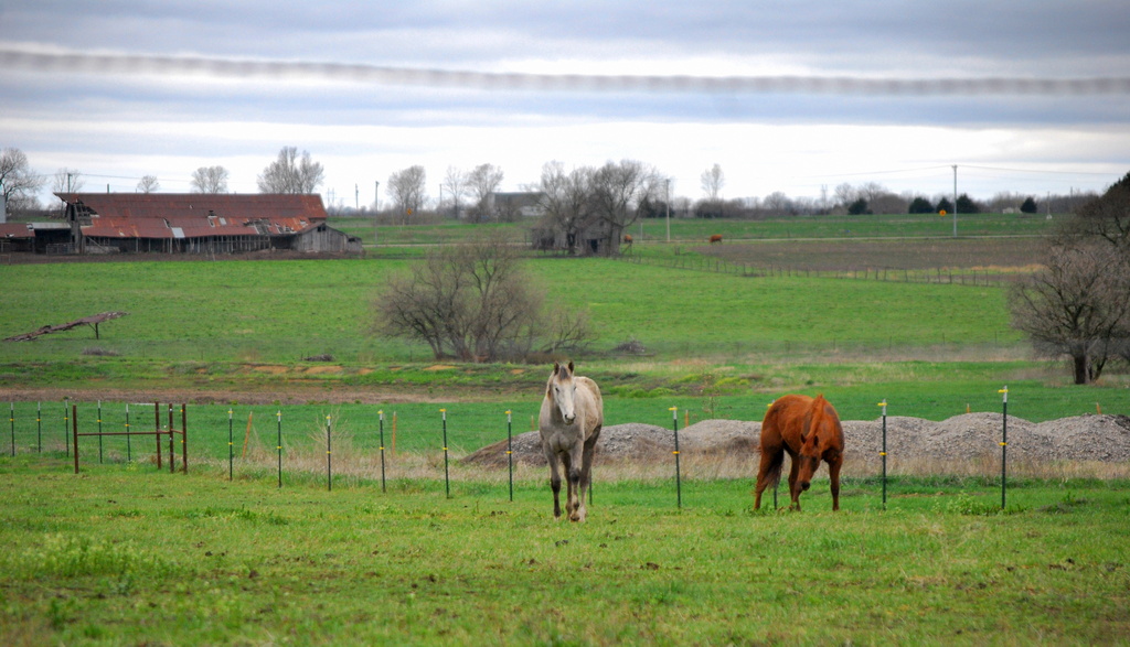 Equine Neighbors by kareenking