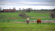 18th Apr 2013 - Equine Neighbors