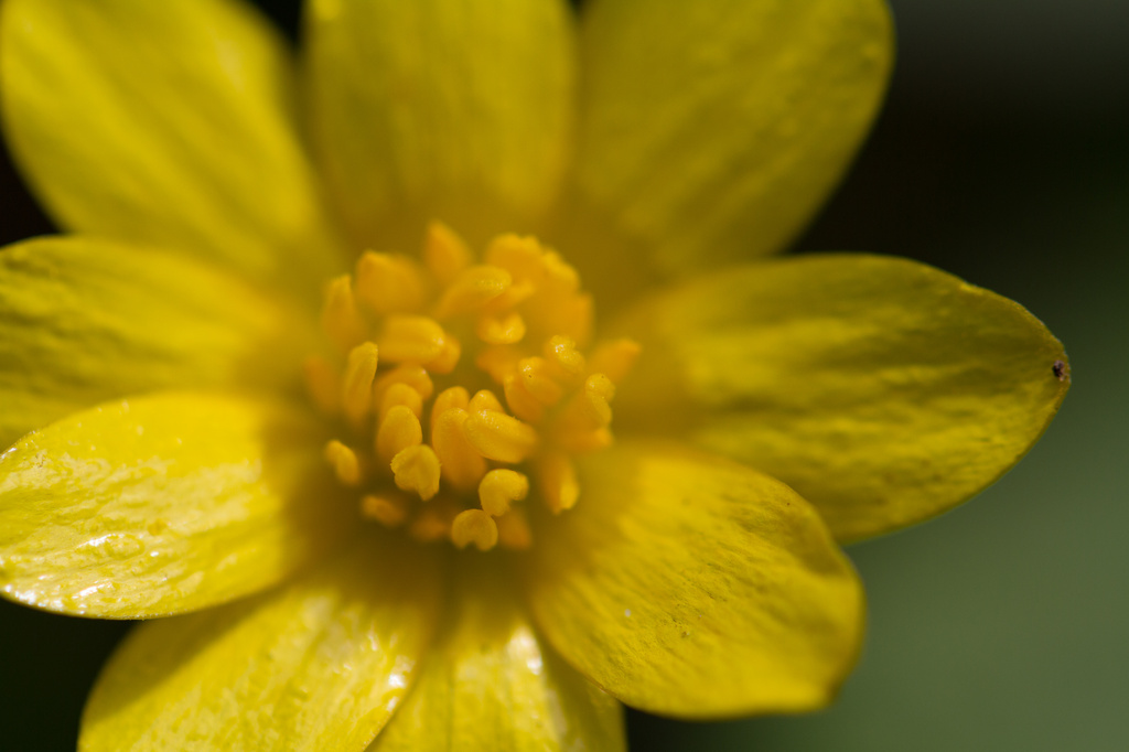 Day 107 - Sooc Buttercup by snaggy