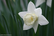 18th Apr 2013 - Minority Daffodil