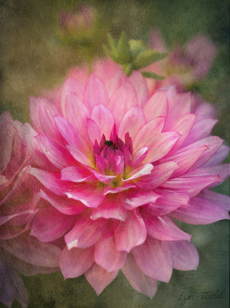 painterly dahlia by ltodd