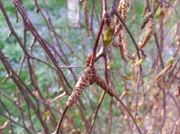 18th Apr 2013 - Willow Bud