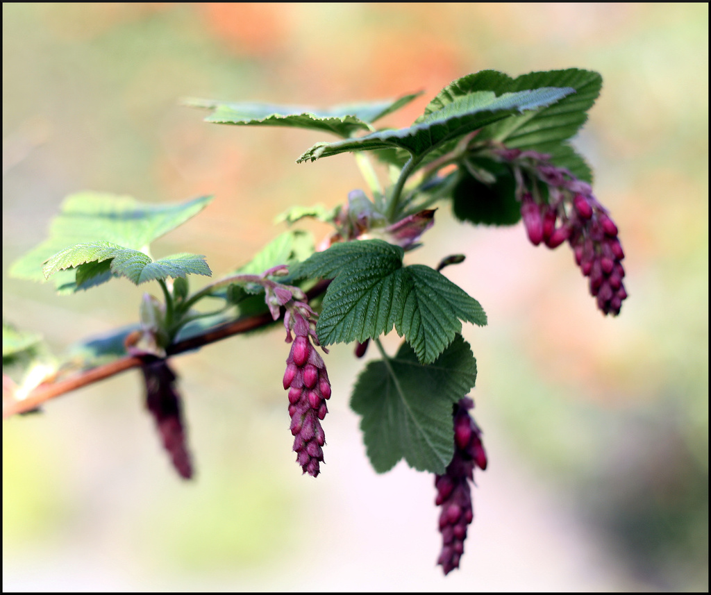 Ribes Sanguineum - flowering redcurrants by phil_howcroft