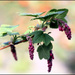 Ribes Sanguineum - flowering redcurrants by phil_howcroft