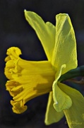 18th Apr 2013 - Narcissus