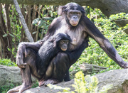 18th Apr 2013 - Bonobo