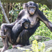 Bonobo by cdonohoue