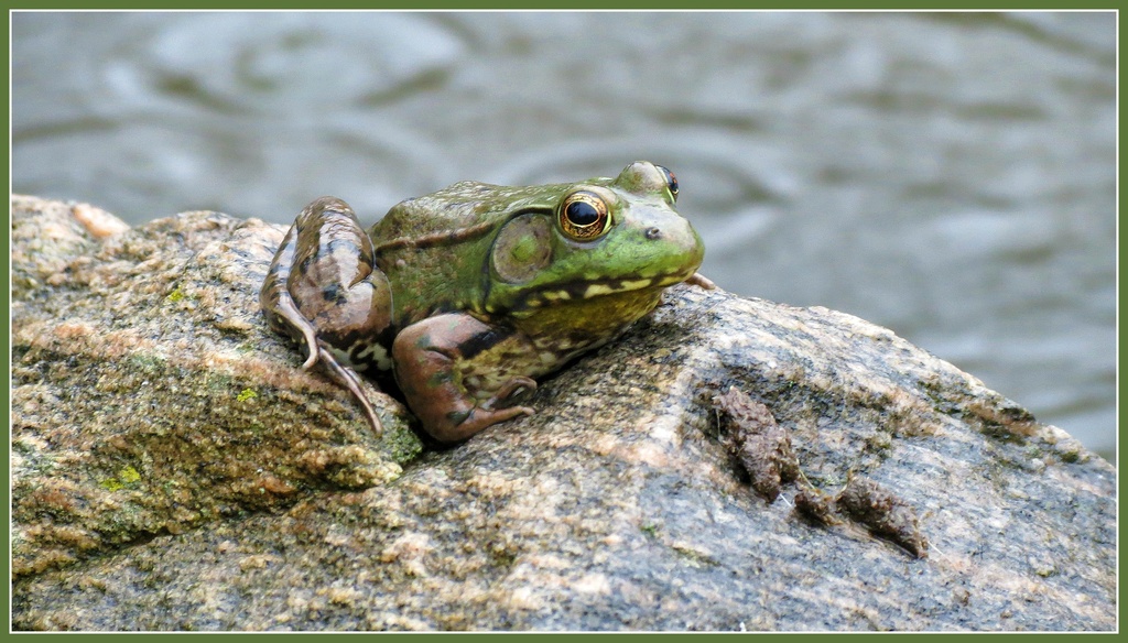 Bullfrog on a Rainy Day by juliedduncan