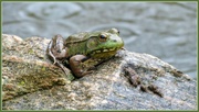 18th Apr 2013 - Bullfrog on a Rainy Day