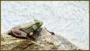 18th Apr 2013 - Zen Bullfrog