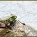 Zen Bullfrog by juliedduncan