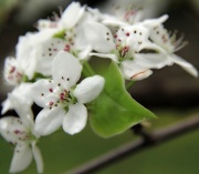 18th Apr 2013 - The Rich Fragrance Of Spring