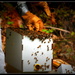 More Bees by jankoos