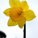 Daffodill by nicoleterheide