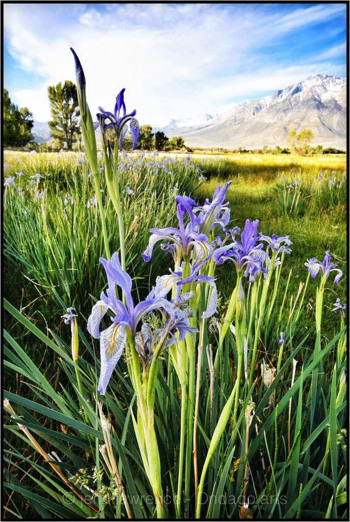 Wild Iris by aikiuser