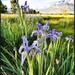 Wild Iris by aikiuser