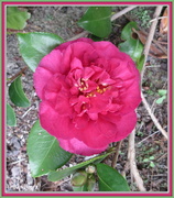 19th Apr 2013 - Camellia 'Bonanza'