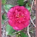 Camellia 'Bonanza' by kiwiflora