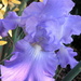 Iris by pasadenarose