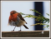 19th Apr 2013 - Ruffled robin