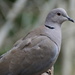COLLARED DOVE by markp
