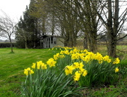 17th Apr 2013 - Daffodils.....