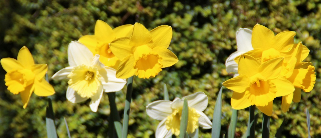 April Daffodils by craftymeg