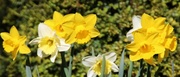 19th Apr 2013 - April Daffodils