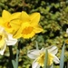 April Daffodils by craftymeg