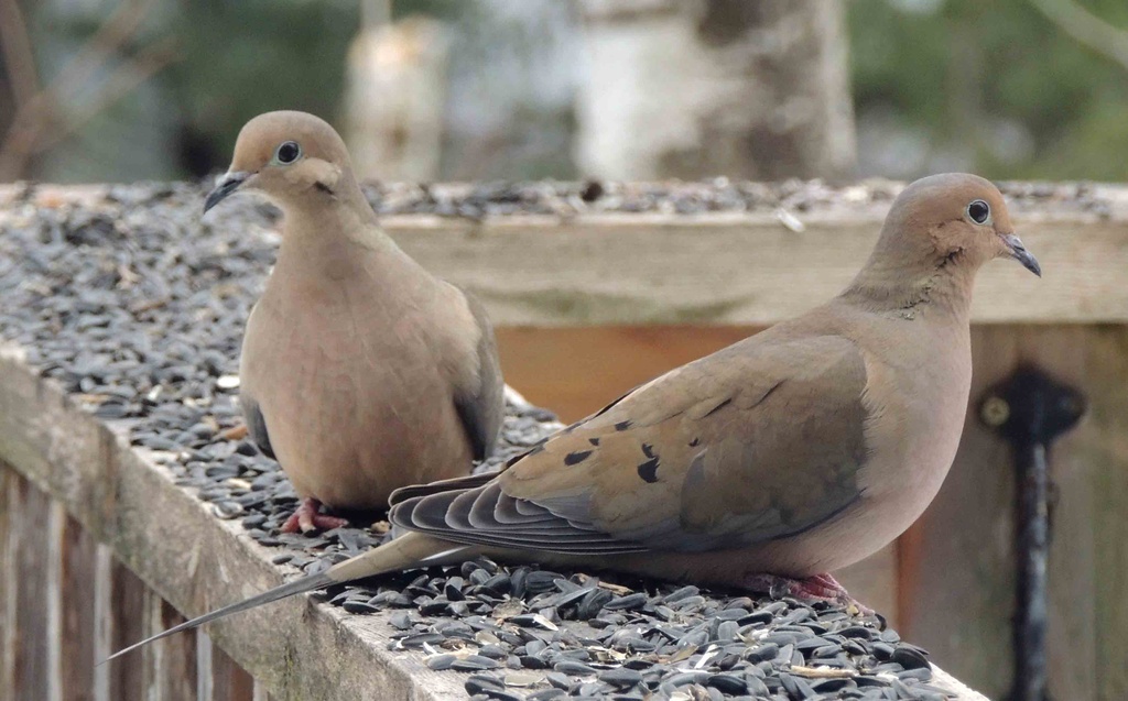 Mourning Doves by sunnygreenwood