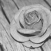 Rose by salza