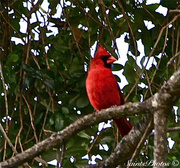 19th Apr 2013 - Cardinal