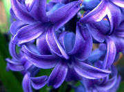 19th Apr 2013 - hyacinth (blue)