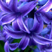 hyacinth (blue) by itsonlyart