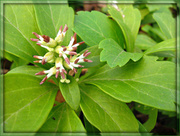 19th Apr 2013 - Pachysandra