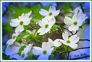 18th Apr 2013 - Dogwood Flowers