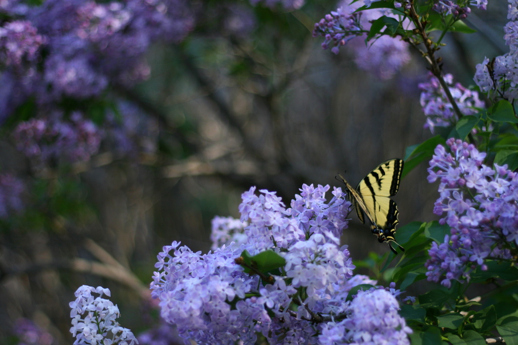 Swallowtail and Lilac by kerristephens