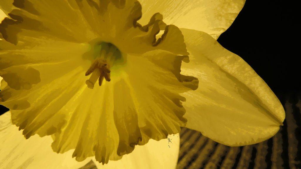 Daffodil and Winter Sweater by juliedduncan