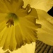 Daffodil and Winter Sweater by juliedduncan