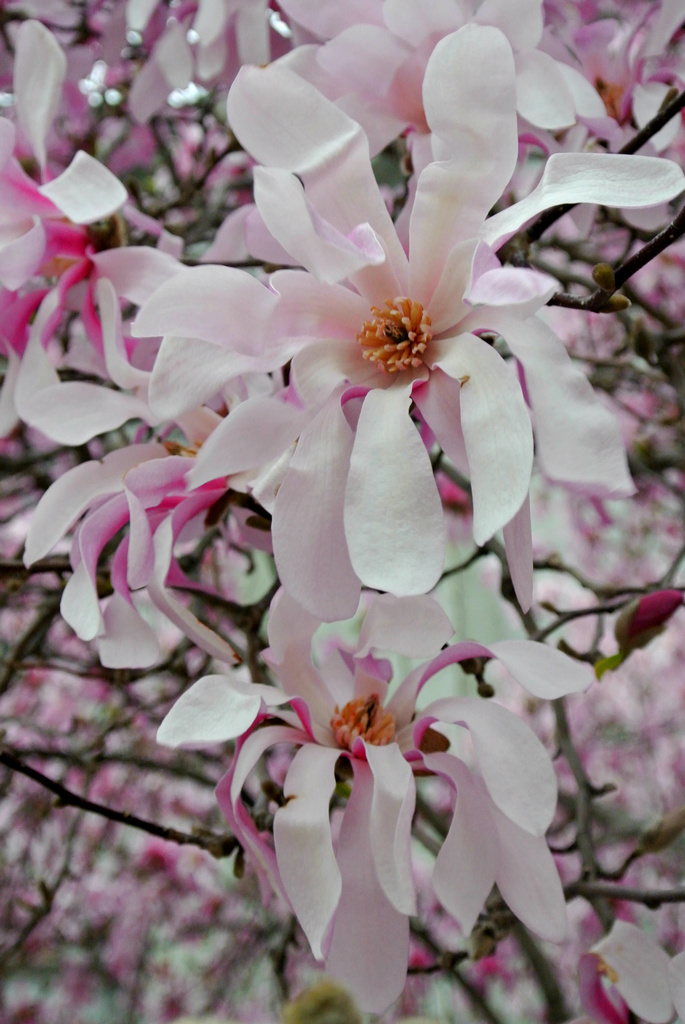 Sweet Magnolia by kevin365