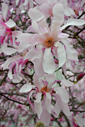 19th Apr 2013 - Sweet Magnolia