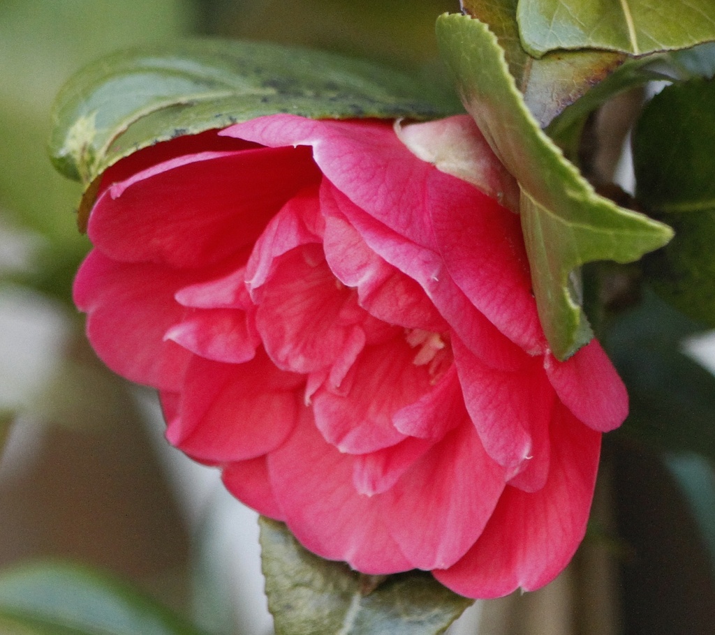 Camellia by anne2013