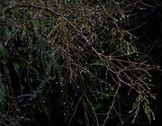 20th Apr 2013 - Nature's Fairy lights
