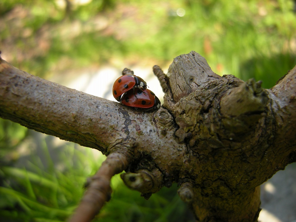 lady bugs by pyrrhula