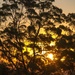 Sunset 20 by corymbia